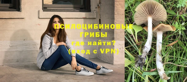 хмурый Аркадак
