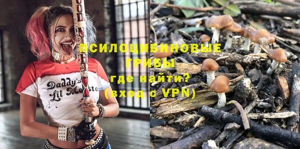 хмурый Аркадак